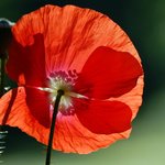 Poppy