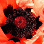 Poppy