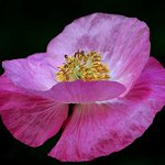 Poppy