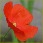 Poppy