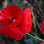 Poppy