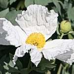 Poppy, Huge - Romneya Coulteri Matilija, or White Bush Poppy