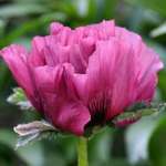 a new Oriental poppy