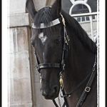 Portrait Of A Household Cavatry Horse