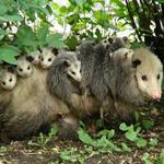 Possum Babies