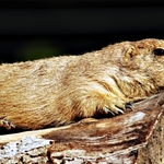 Prairie Dog