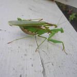 Praying Mantises