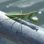 Praying Mantis 