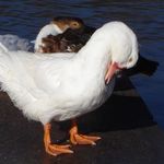 Preening