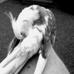 Preening