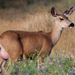Pregnant Doe