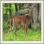 Pregnant Doe in the Pocanos - version 2