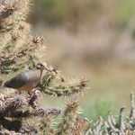 Pretty Dove