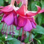 pretty flower