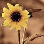 pretty flower