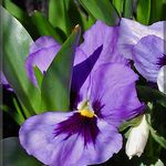 Pretty Pansy