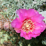 Prickly Pear Bloom Close