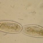 Paramecium Division