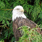 Proud Eagle
