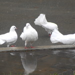 Puddle Doves