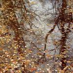 Puddle Reflection