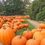 Pumpkins