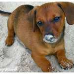 digger
