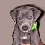 Buddy