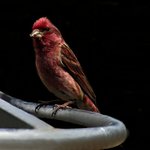 Purple Finch