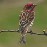 Purple Finch