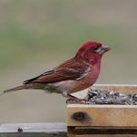 Purple Finch