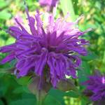 Purple Flower