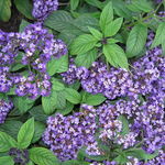 Purple Heliotrope