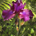 Purple Iris
