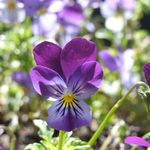purple pasy