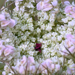 Purple Spot