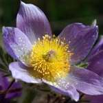 Pasque Flower