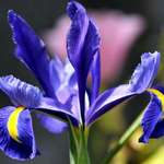 Dark Blue Iris