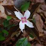Quad-trillium