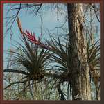 Quill-Leaf Air Plant at Big Cypress National Preserve