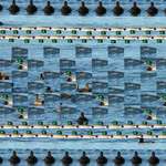 Ducks In A Row