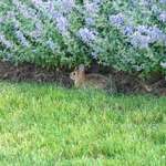 Rabbit w Purple Flowers