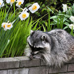 Raccoon Resting beside Daffodils