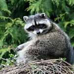 Mama Raccoon (wild)