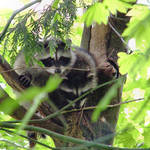 Raccoon Babies in the wild - note tail tips below branch