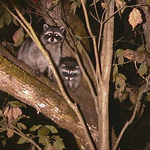 night visitors