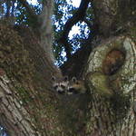 Racoons