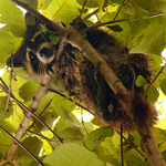 Racoon - Procyon lotor
