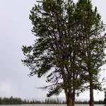 Lake Trees