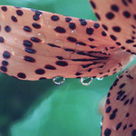 Raindrop